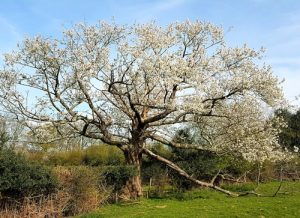 Ancient Wild Cherry Tree